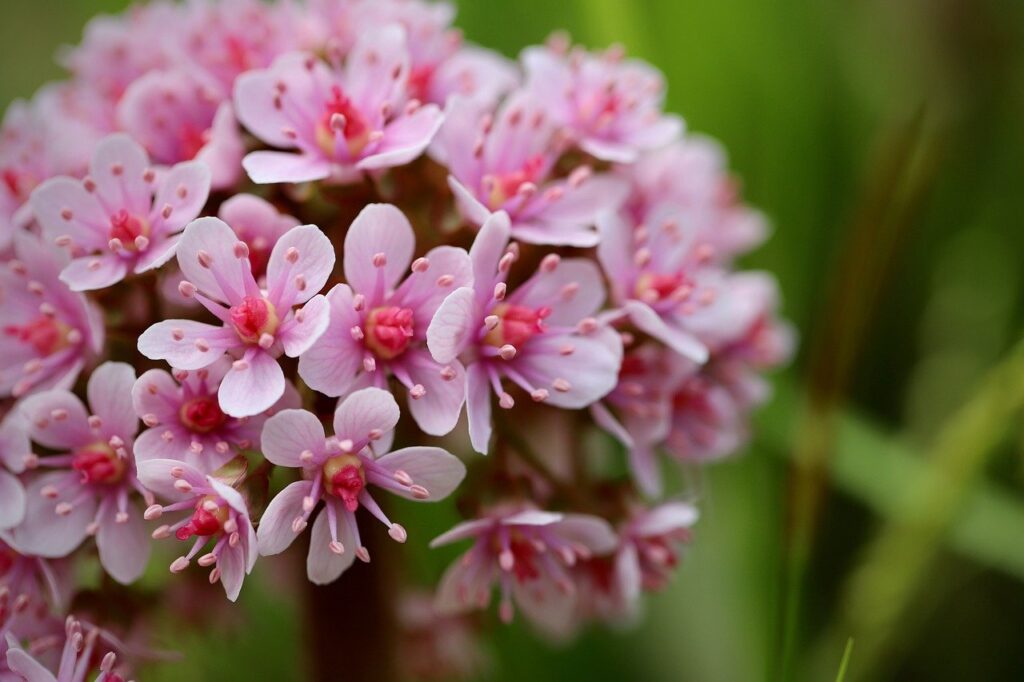 shield sheet, inflorescence, darmera peltata-8010475.jpg